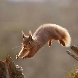 Red Squirrel (sciurus vulgaris) leaping between tree stumps, backlit in morning light