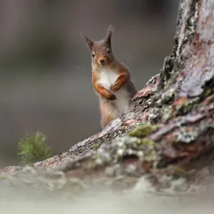Red squirrel (Sciurus vulgaris) looking round pine tree, Cairngorms National Park