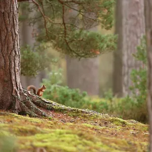 Red squirrel (Sciurus vulgaris) in mature pine forest habitat, Cairngorms National Park, Highlands, Scotland, UK
