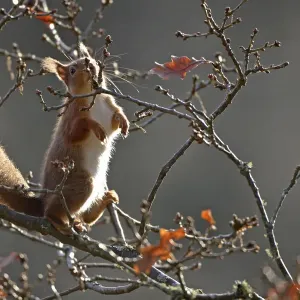 Red Squirrel (Sciurus vulgaris) nibbling on oak buds, Cairngorms National Park, Highlands