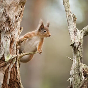 Red squirrel (Sciurus vulgaris) on old pine stump in woodland, Scotland, UK, November