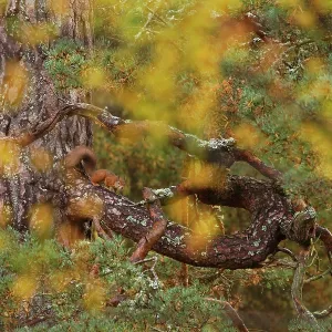 Ecureuil roux (Sciurus vulgaris) sur un arbre de pin ancien, regardant à travers la feuille d'automne du bouleau, Écosse, Royaume-Uni, octobre. Ecureuil roux (Sciurus vulgaris) sur un arbre de pin ancien, regardant à travers la feuille d'automne du bouleau, Écosse, Royaume-Uni, octobre.