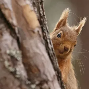 Red squirrel (Sciurus vulgaris) peering round pine tree, Cairngorms National Park