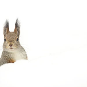 Red squirrel (Sciurus vulgaris) peering over snow, Finland, April