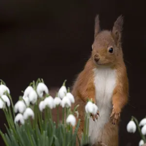 Red squirrel {Sciurus vulgaris} portrait with snowdrops, UK