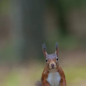 Red squirrel (Sciurus vulgaris) portrait, sitting alert in autumnal woodland leaf litter
