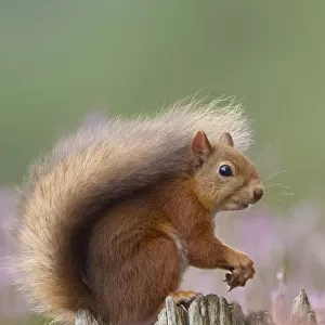 Red Squirrel (Sciurus vulgaris) portrait on stump in flowering heather. Inshriach Forest