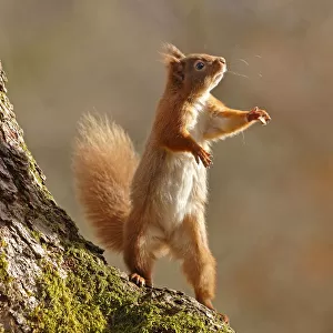 Red Squirrel (Sciurus vulgaris) reaching up and standing on hind legs. Cairngorms National Park