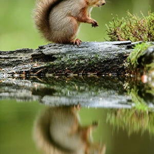 Red squirrel (Sciurus vulgaris) with reflection, sitting in woodland, Yorkshire Dales National Park, Yorkshire, England. November