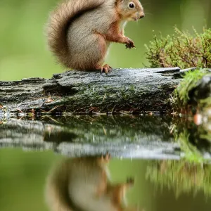 Red squirrel (Sciurus vulgaris) with reflection, sitting in woodland, Yorkshire Dales National Park, Yorkshire, England. November Red squirrel (Sciurus vulgaris) with reflection, sitting in woodland, Yorkshire Dales National Park, Yorkshire, England. November