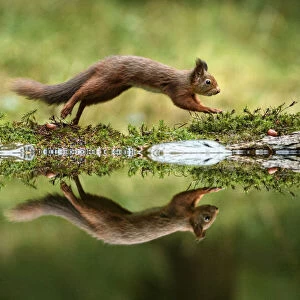 Red squirrel (Sciurus vulgaris) with reflection, leaping in woodland, Yorkshire Dales National Park, Yorkshire, England. November