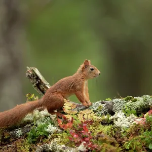 Red Squirrel (Sciurus vulgaris) resting on a branch in Autumn colours. Norway, September Red Squirrel (Sciurus vulgaris) resting on a branch in Autumn colours. Norway, September