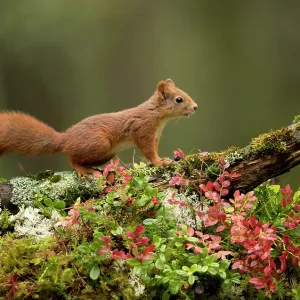 Red Squirrel (Sciurus vulgaris) resting on a branch in Autumn colours. Norway, September Red Squirrel (Sciurus vulgaris) resting on a branch in Autumn colours. Norway, September