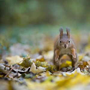 Red squirrel (Sciurus vulgaris) running over fallen leaves towards camera, on floor of woodland