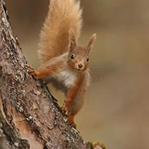 Red squirrel (Sciurus vulgaris) in Scots pine forest, Cairngorms National Park, Highlands