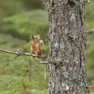 Red squirrel (Sciurus vulgaris) up Scots pine (Pinus sylvestris) Black Isle, Scotland, UK Red squirrel (Sciurus vulgaris) up Scots pine (Pinus sylvestris) Black Isle, Scotland, UK