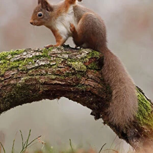 Red Squirrel (Sciurus vulgaris) scratching, Cairngorms National Park, Highlands