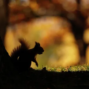 Red squirrel (Sciurus vulgaris) silhouetted against autumnal woodland, Highlands, Scotland, UK, October