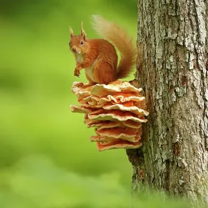 Red squirrel (Sciurus vulgaris) sitting on Chicken of the Woods fungus (Laetiporus), Cairngorms National Park, Highlands, Scotland, UK, June Red squirrel (Sciurus vulgaris) sitting on Chicken of the Woods fungus (Laetiporus), Cairngorms National Park, Highlands, Scotland, UK, June
