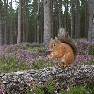 Red squirrel (Sciurus vulgaris) sitting on fallen tree in pine woodland, Glenfeshie