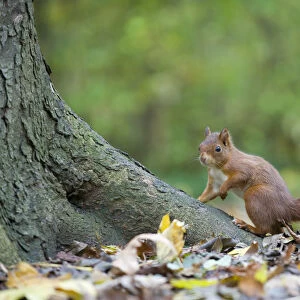 Red squirrel (Sciurus vulgaris) sitting at foot of tree trunk, on woodland floor, in autumn