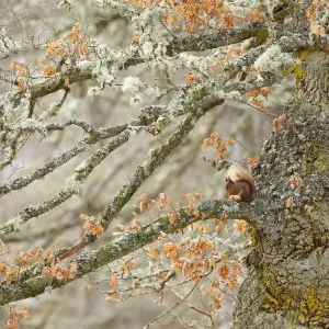 Ecureuil roux (Sciurus vulgaris) assis sur un vieux énorme chêne arrondi. Highlands. Ecureuil roux (Sciurus vulgaris) assis sur un vieux énorme chêne arrondi. Highlands.