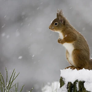 Red squirrel (Sciurus vulgaris) sitting on tree stump in snow, Glenfeshie, Cairngorms NP