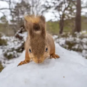 Red squirrel (Sciurus vulgaris) on a snow-covered fallen tree, close up, Cairngorms National Park, Scotland, UK. March Red squirrel (Sciurus vulgaris) on a snow-covered fallen tree, close up, Cairngorms National Park, Scotland, UK. March