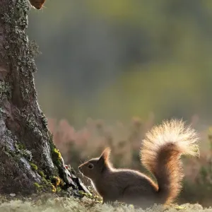 Red squirrel (Sciurus vulgaris) two squirrels encountering each other. Cairngorms National Park