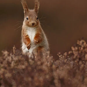 Red Squirrel (Sciurus vulgaris) standing alert amongst heather, Cairngorms National Park
