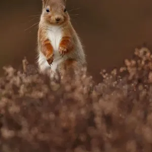 Red Squirrel (Sciurus vulgaris) standing alert amongst heather, Cairngorms National Park