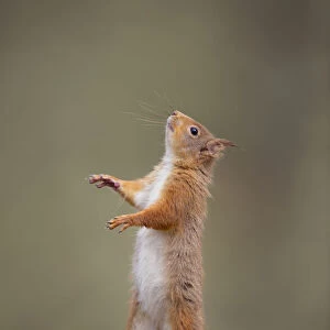 Red squirrel (Sciurus vulgaris) standing on its hind legs, Cairngorms National Park