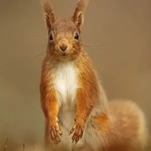 Red Squirrel (Sciurus vulgaris) standing upright in alert pose. Cairngorms National Park