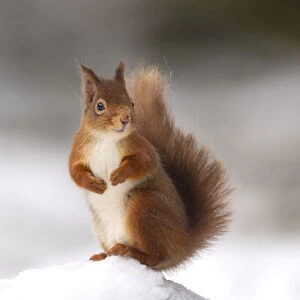 Red squirrel (Sciurus vulgaris) stood on log in snow, Cairngorms National Park, Scotland, UK