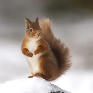 Red squirrel (Sciurus vulgaris) stood on log in snow, Cairngorms National Park, Scotland, UK