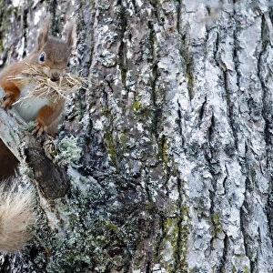 Red squirrel (Sciurus vulgaris) with stripped bark for bedding material for drey