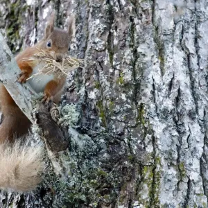 Red squirrel (Sciurus vulgaris) with stripped bark for bedding material for drey