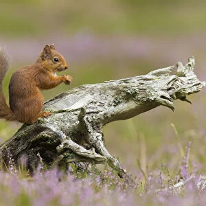 Red squirrel (Sciurus vulgaris) in summer coat on stump amongst heather, Cairngorms National Park