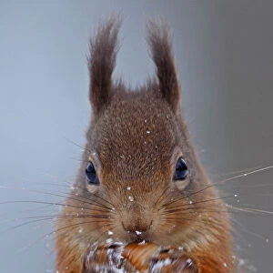 Red squirrel (Sciurus vulgaris) testing nut. Cairngorms National Park, Highlands