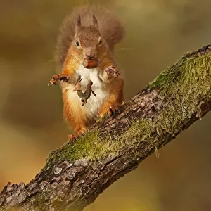 Red Squirrel (Sciurus vulgaris) tossing away the husk from hazelnut, Cairngorms National Park