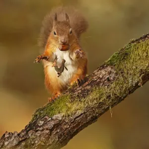 Red Squirrel (Sciurus vulgaris) tossing away the husk from hazelnut, Cairngorms National Park