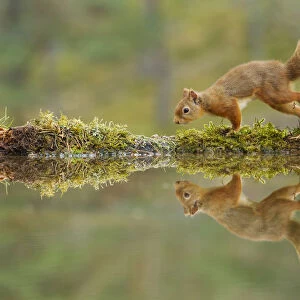 Red squirrel (Sciurus vulgaris) walking along the edge of a woodland pool, Cairngorms NP