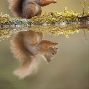 Red squirrel (Sciurus vulgaris) at woodland pool, feeding on nut, Scotland, UK, November