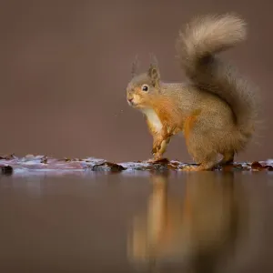 Red squirrel (Sciurus vulgaris) at woodland pool, Dumfries, Scotland, UK, January Red squirrel (Sciurus vulgaris) at woodland pool, Dumfries, Scotland, UK, January