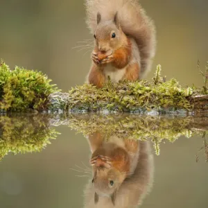 Red squirrel (Sciurus vulgaris) at woodland pool, feeding on nut, Scotland, UK, November Red squirrel (Sciurus vulgaris) at woodland pool, feeding on nut, Scotland, UK, November