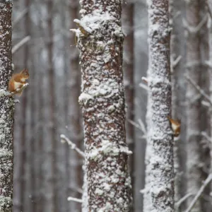 Two Red Squirrels (Sciurus vulgaris) in snowy pine forest. Glenfeshie, Scotland, January