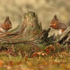 Red squirrels (Sciurus vulgaris) feeding next to each other on old tree stump, Cairngorms