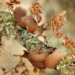 Red squirrels (Sciurus vulgaris) interacting, Cairngorms National Park, Highlands