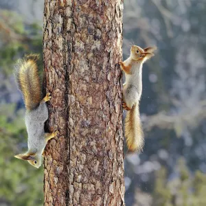 Two Red squirrels {Sciurus vulgaris} on tree trunk, one going up, one coming down