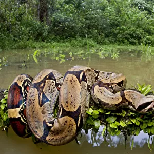 Red tailed boa constrictor (Boa constrictor) on fallen tree over water, Yasuni National Park